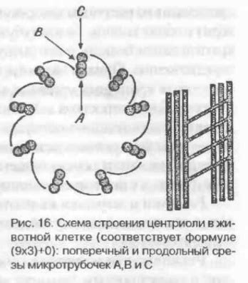 Нарисуйте микротрубочки