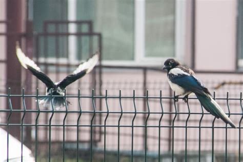 Народные суеверия о птице, бьющейся в окно