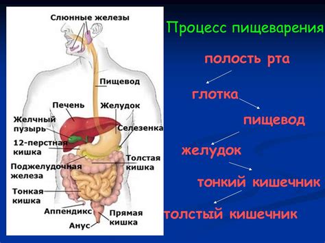 Нарушение пищеварения и гастроинтестинальные проблемы