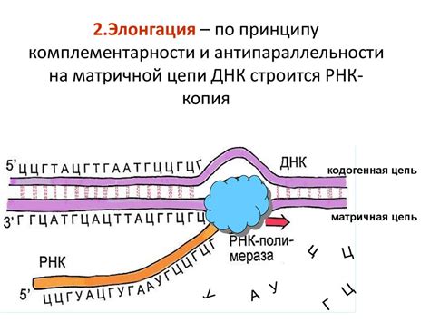 Наследование генетической информации в клетке растений