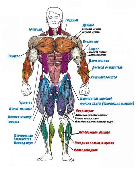 Наследственность, тип мышц, строение тела