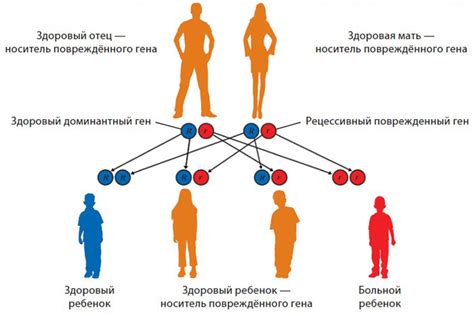 Наследственность влияет на накопление жира