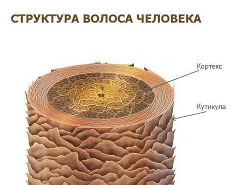 Натуральная структура волос