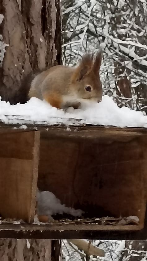 Натуральные белки