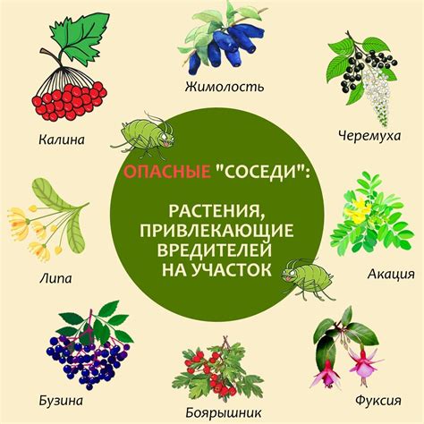 Натуральные ингредиенты, способные отпугнуть вредителей