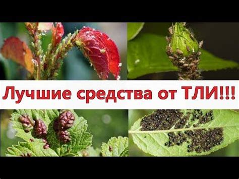 Натуральные и безопасные способы избавления от ульев пчел