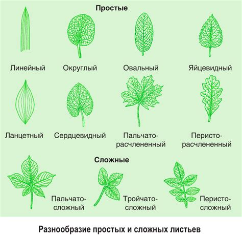 Научитесь рисовать различные виды листьев гуашью - сердцевидные, овальные, ланцетные