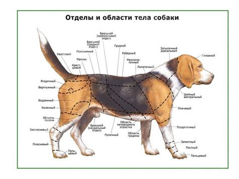 Начало работы: шаги по созданию общей формы тела собаки