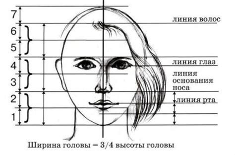 Начало рисования: пропорции и эскизы