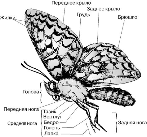 Начало рисования: создание контура тела и крыльев бабочки махаон