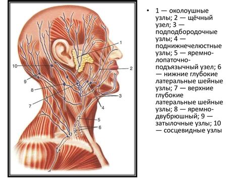 Начертание головы и шеи