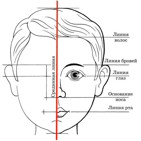 Начертание лица и ушей