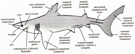 Начертание основных линий тела акулы