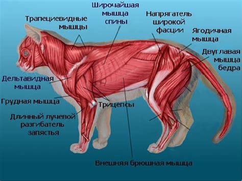 Начертание основных форм тела кошки