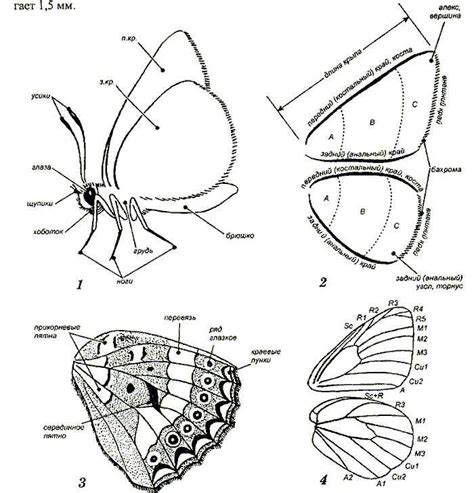 Начертание тела и крыльев бабочки