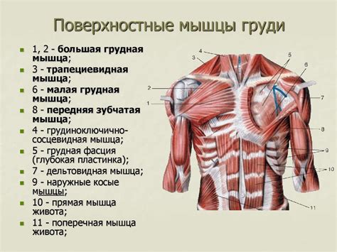 Начертите форму туловища и головы