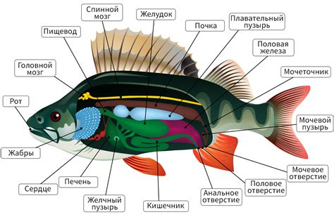 Начните с контуров тела окуня