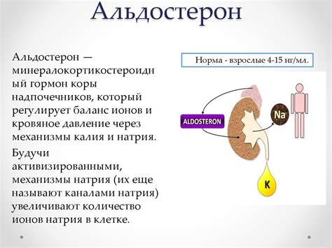 На что влияет уровень альдостерона в организме