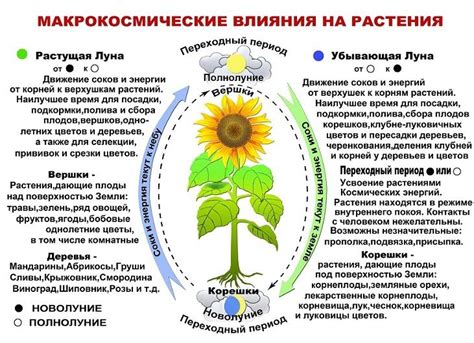 Неблагоприятные условия для цветов на лугу