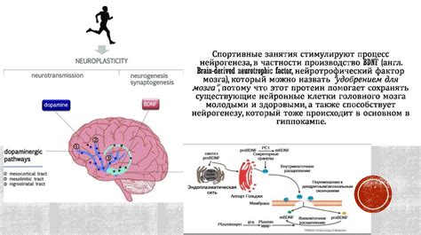 Негативное влияние на когнитивные функции