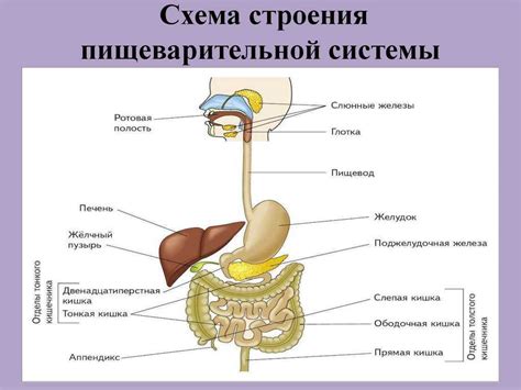 Негативные последствия для пищеварительной системы