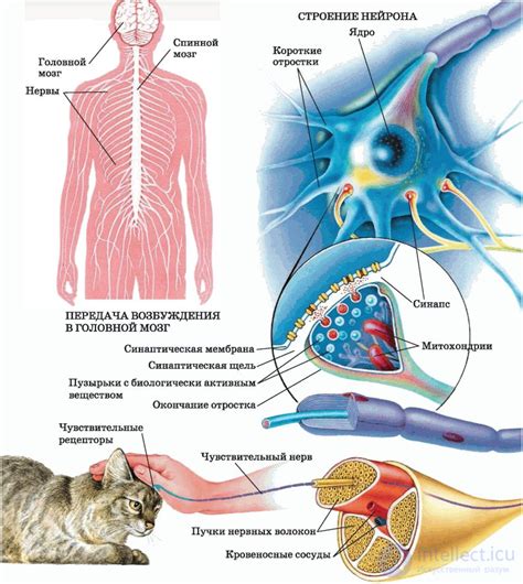 Нейротрансмиттеры, нервные клетки и связи
