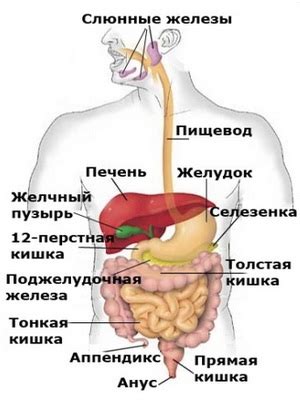 Некачественная работа желудочно-кишечного тракта