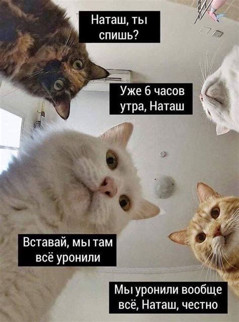 Нелепые ситуации с котами