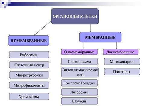 Немембранные органеллы