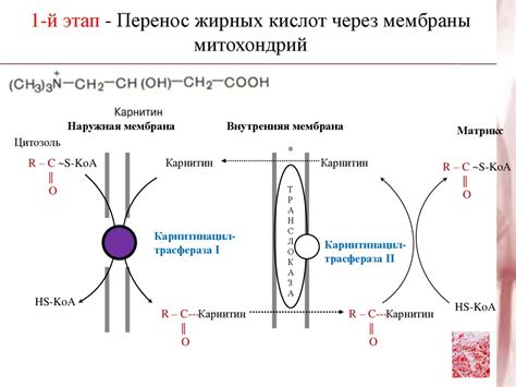 Необходимость создания митохондрий