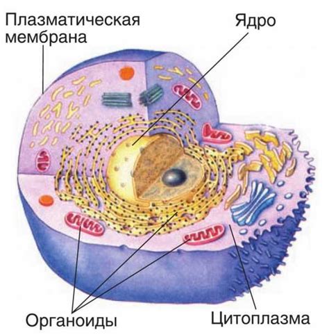 Необходимые материалы для рисования клетки на уроке биологии