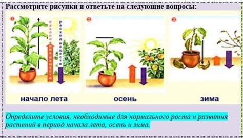 Необходимые условия для роста и развития растения