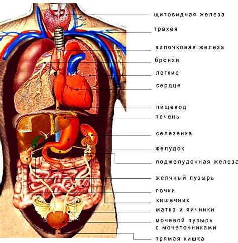 Необычное расположение внутренних органов