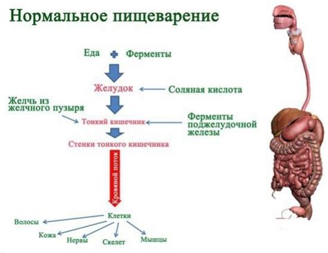 Нерастворимые вещества в желудке