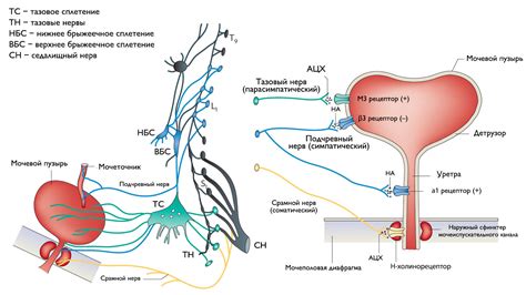 Нервная иннервация мочевого пузыря