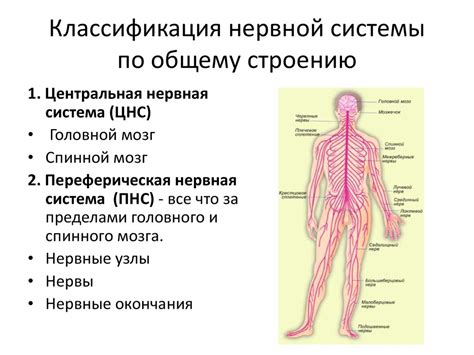 Нервная система: координация действий опорной системы