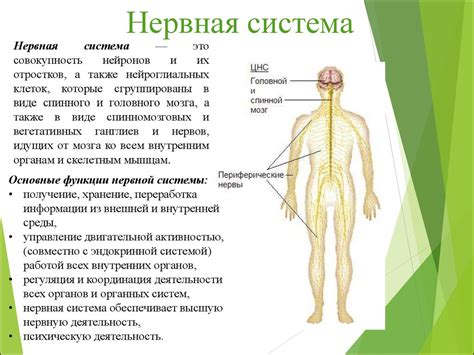 Нервная система: нарушение работы и долгосрочные эффекты