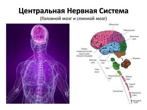 Нервная система и ее роль в сновидениях