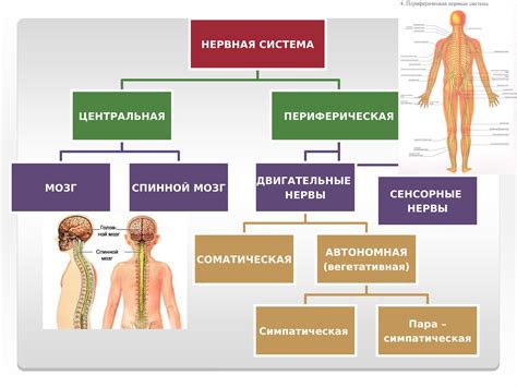 Нервная система ребенка: основные типы и их особенности