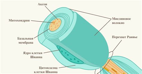 Нервное волокно в программе 8 класса