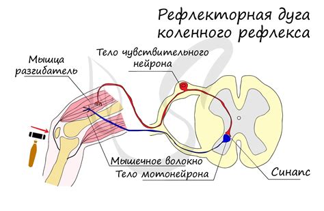 Нервные рефлексы и возбуждение