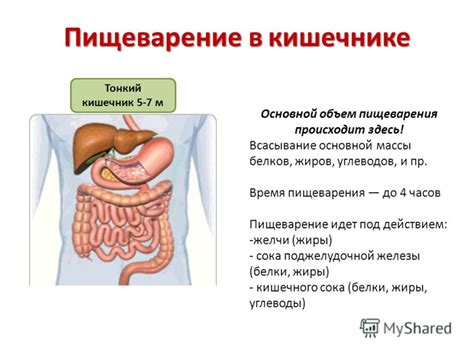 Нерегулярное пищеварение