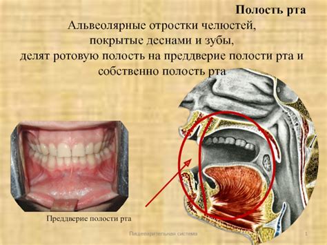 Неспецифические факторы - это внешние воздействия на зубы и полость рта, способствующие появлению различных заболеваний и проблем.