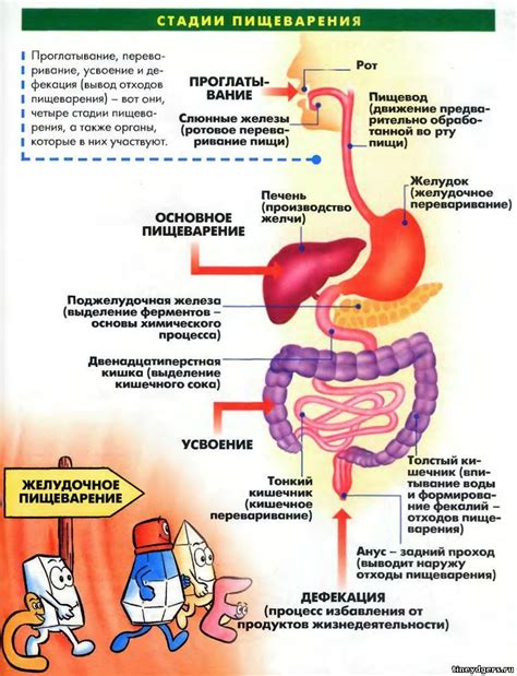 Неустойчивый пищеварительный процесс