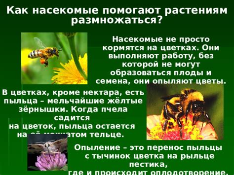 Неутомимое распространение: что продолжает размножаться и остается неизменным в своей природе?