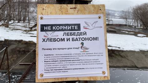 Не кормите хлебом