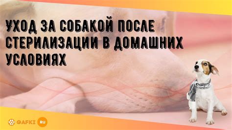 Не оставайся наедине с собакой после нападения