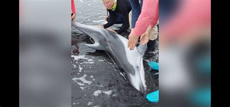 Не пытайтесь самостоятельно возвращать дельфина в воду