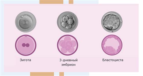 Низкий уровень эстрогена после переноса эмбрионов