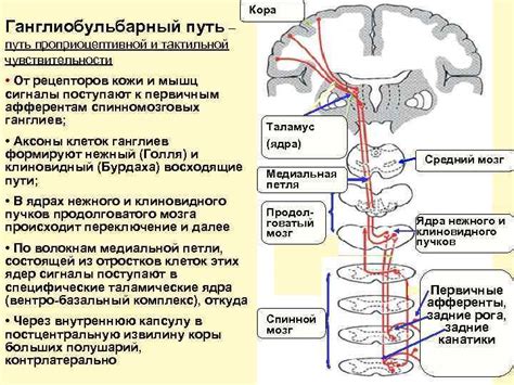 Нисходящие нервные пути